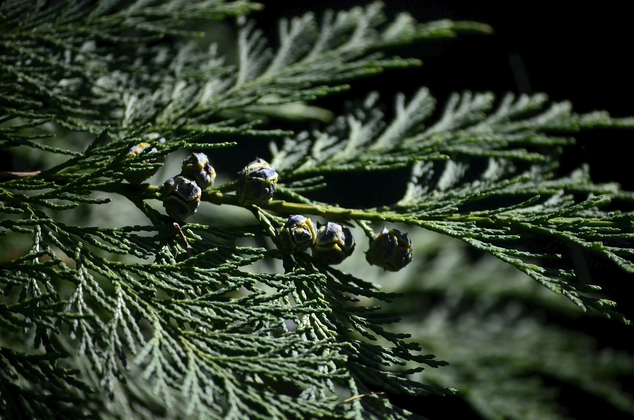 thuja, spruce, bush